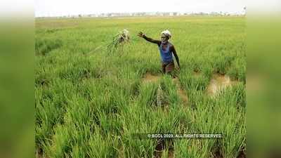 ಮಳೆರಾಯನ ಕೃಪೆ: ಗಣಿ ದೂಳಿನ ಪ್ರದೇಶದಲ್ಲಿ ಹಸಿರು ತೋರಣ, ಹಲವೆಡೆ ಹಸಿರು ಗಣಿ