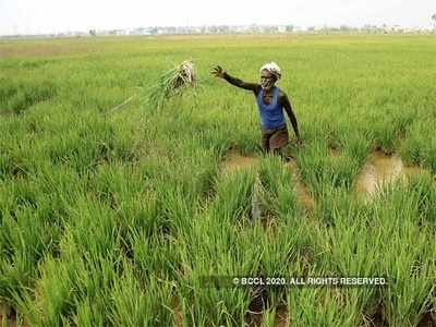 ಮಳೆರಾಯನ ಕೃಪೆ: ಗಣಿ ದೂಳಿನ ಪ್ರದೇಶದಲ್ಲಿ ಹಸಿರು ತೋರಣ, ಹಲವೆಡೆ ಹಸಿರು ಗಣಿ