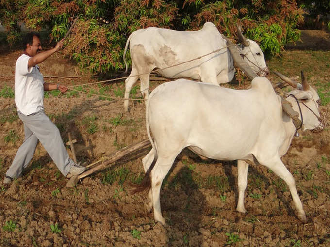 ಕೃಷಿ ಕಾಯಿದೆಗೆ ಇಸ್ರೇಲ್‌ ಮೆಚ್ಚುಗೆ