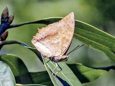 नैनीताल में 110 साल बाद नजर आईं दुर्लभ तितलियां और पतंगों का झुंड, लॉकडाउन माना जा रहा कारण