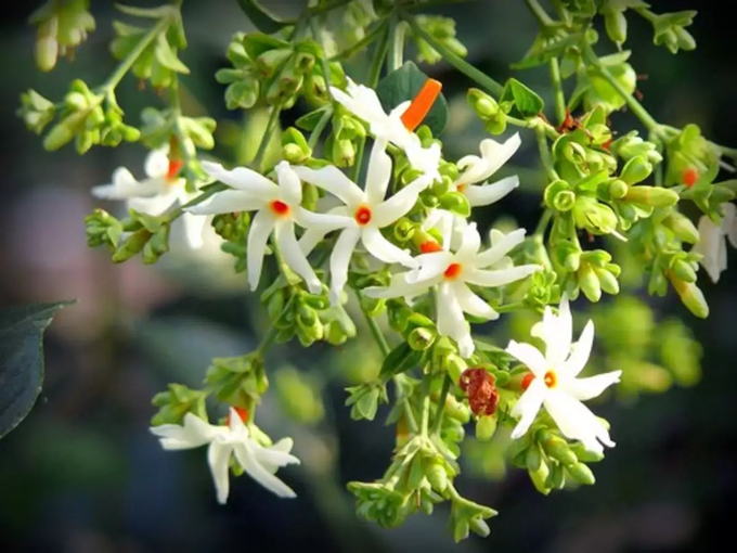 ​ಚಂದ್ರ ದೋಷಕ್ಕೆ ಪಾರಿಜಾತ ಗಿಡ ನೆಡಿ