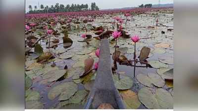 മലരിക്കല്‍ വീണ്ടും പൂത്തുലഞ്ഞു.... കൊവിഡ് വന്നതറിയാതെ