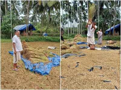 തൊപ്പിപ്പാളയും അരിവാളുമായി എംഎല്‍എ പാടത്ത്; കൊയ്‌തെടുത്തത് 200 പറ നെല്ല്‌