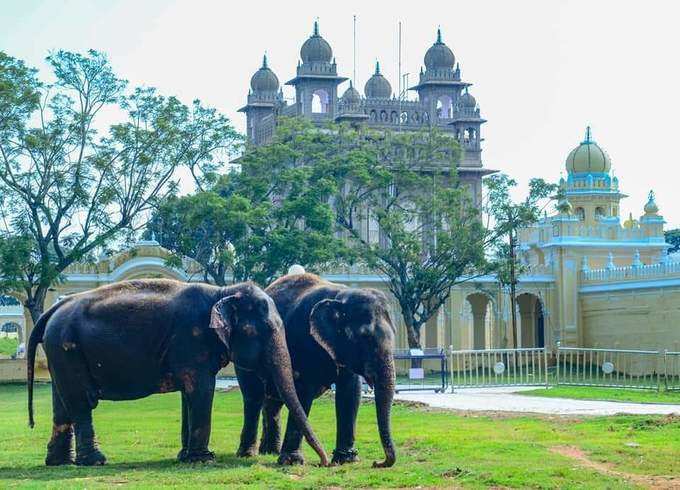 Dasara Elephants in Mysuru