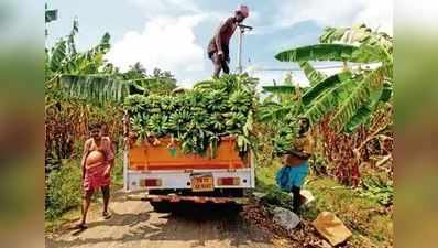 வாழைத் தார் விலை உயர்வு: விவசாயிகள் மகிழ்ச்சி!