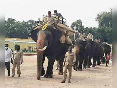 ನಾಡಹಬ್ಬ ದಸರಾಗೆ ದಿನಗಣನೆ: ಬುಧವಾರದಿಂದ ಅಭಿಮನ್ಯುಗೆ ಮರದ ಅಂಬಾರಿ ತಾಲೀಮು