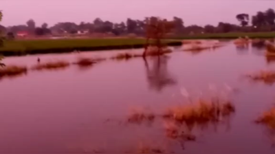 गाजीपुर: सैकड़ों बीघा खेत बाढ़ के पानी में डूबे, मुआवजे के लिए दर-दर भटक रहे हैं किसान