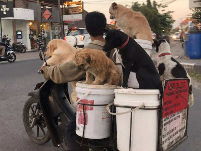 जब कई कुत्‍तों को इधर से उधर ले जाना हो...