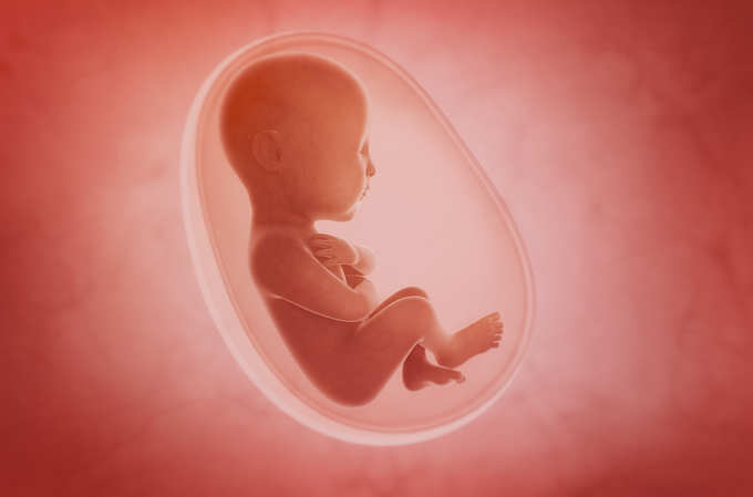 Fetus inside the womb stock