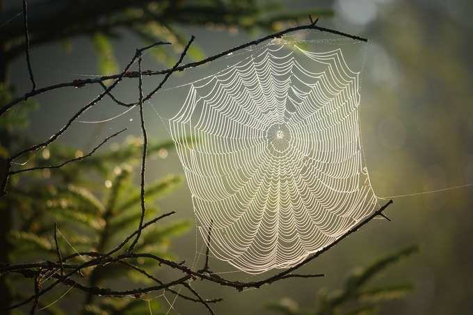 ​ಮನೆಯಲ್ಲಿ ಜೇಡರ ಬಲೆ