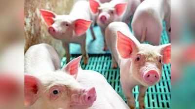 अब सूअरों को संक्रमित करने वाले कोरोना ने बढ़ाई चिंता, इंसानों में फैलने की आशंका से दहशत