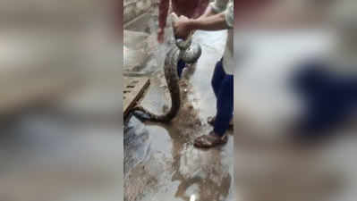 देखेंः नाले से निकले भयानक कोबरा को देख सहमे लोग, युवक ने गर्दन पकड़ थैले में किया बंद