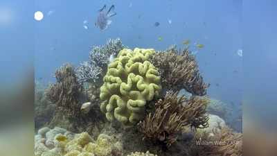ग्लोबल वार्मिंग ने बजाई खतरे की घंटी, ग्रेट बैरियर रीफ के आधी से ज्यादा प्रवाल आबादी खत्म