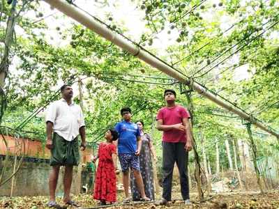 വയനാട്ടില്‍ പാഷന്‍ ഫ്രൂട്ട് കൃഷി സജീവം; വിലസ്ഥിരത പ്രധാന പ്രശ്‌നം! കർഷകർക്ക് തിരിച്ചടിയായി കൊവിഡ്