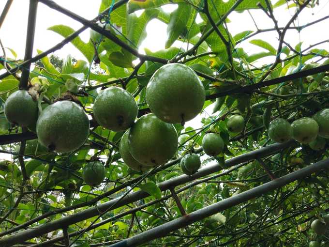 Wayanad Passion Fruit Farming
