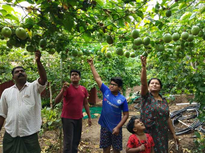 Wayanad Passion Fruit Farming