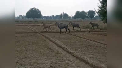 ताज नगरी का हाइटेक किसान, CCTV से करता है खेतों की रखवाली