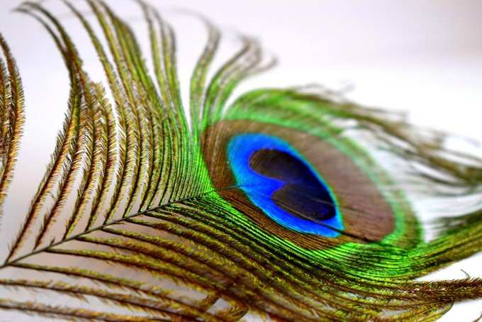 Peacock Feather In Bedroom