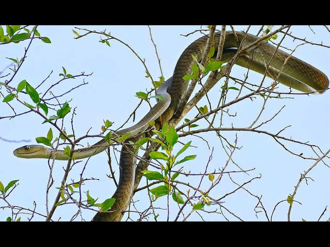 Black Mamba...आखिर कितना काला?