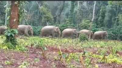 ಮೂಡಿಗೆರೆ ಸುತ್ತಲೂ ದಾಳಿ ಇಟ್ಟಿವೆ ಸಕಲೇಶಪುರದ 18ಕ್ಕೂ ಹೆಚ್ಚು ಪುಂಡಾನೆಗಳು..!