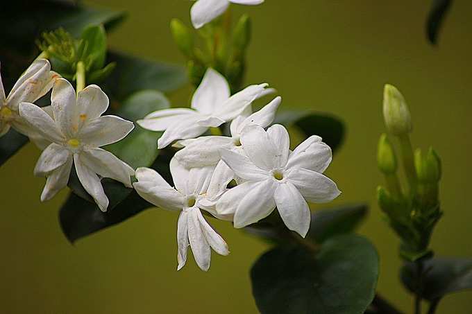 ​ಮಹಾಗೌರಿ