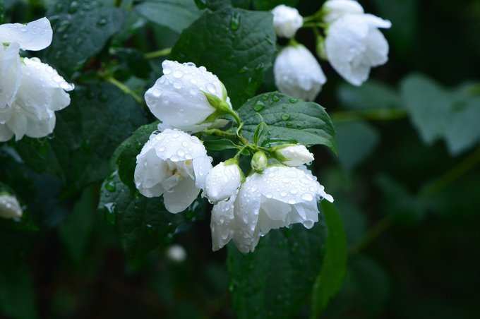 ​ಕೂಶ್ಮಾಂಡಾ