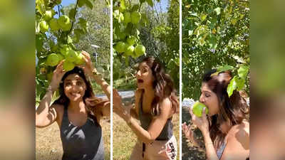 वीडियो: मनाली में सेब से लदे पेड़ों को देख उछलने लगीं शिल्पा शेट्टी, खाकर बताया कैसा है स्वाद