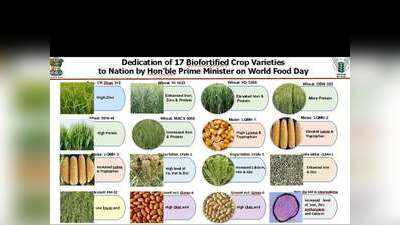 अब हाई प्रोटीन और हाई आइरन वाले गेहूं उगाएंगे किसान, पीएम मोदी ने बीज किया राष्ट्र को समर्पित