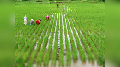 ग्रामीण भारत की स्थिति सामान्य, इस साल किसानों के आएंगे अच्छे दिन : ICRA