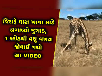 જિરાફે ઘાસ ખાવા માટે લગાવ્યો જુગાડ, 1 કરોડથી વધુ વખત જોઈ ગયો આ VIDEO 