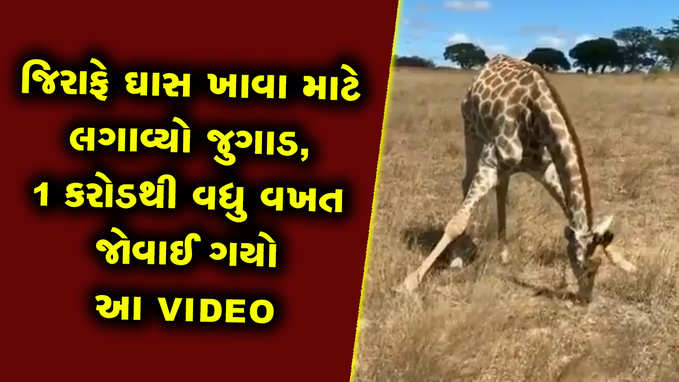 જિરાફે ઘાસ ખાવા માટે લગાવ્યો જુગાડ, 1 કરોડથી વધુ વખત જોઈ ગયો આ VIDEO 