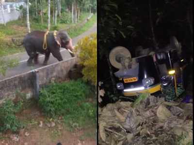 ഇടഞ്ഞോടിയ കൊമ്പൻ നാട് വിറപ്പിക്കുന്നു; 10 മണിക്കൂറായിട്ടും തളയ്ക്കാനായില്ല! ഓട്ടോറിക്ഷ തകർത്തു, പോസ്റ്റ് കുത്തിമറിച്ചു, സംഭവം പള്ളിക്കത്തോട്ടിൽ