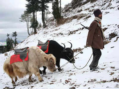 भारत की सीमा पर याक की खोज में भटका था चीनी सैनिक या जासूसी के लिए ड्रैगन की चाल?