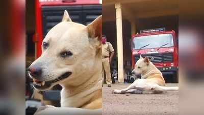 ജീവൻ തിരികെ തന്നവർക്ക് ടൈഗ്രൂ ജീവിതം തന്നെ സമർപ്പിച്ചു! ചേർത്തല ഫയർ ഫോഴ്സ് സേനാംഗങ്ങൾക്ക് കാവലാളായി ഒരു നായ