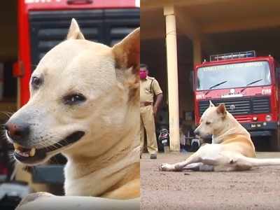 ജീവൻ തിരികെ തന്നവർക്ക് ടൈഗ്രൂ ജീവിതം തന്നെ സമർപ്പിച്ചു! ചേർത്തല ഫയർ ഫോഴ്സ് സേനാംഗങ്ങൾക്ക് കാവലാളായി ഒരു നായ