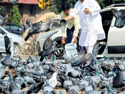 कबुतरांना खायला घालणं यापुढं महागात पडणार