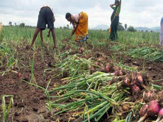 बेमौसम की बारिश ने फसल बिगाड़ा