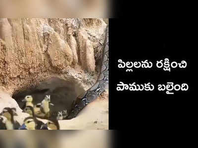 వీడియో: త్యాగమూర్తి.. పిల్లలను రక్షించి, పాముకు బలైంది