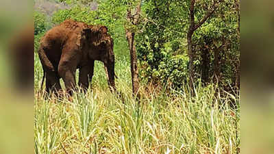जंगली हत्तींचा धुमाकूळ; परतवण्यासाठी राबवणार हा पॅटर्न