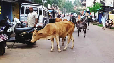 ಸೋಮವಾರಪೇಟೆಯಲ್ಲಿ ಬಿಡಾಡಿ ದನಗಳ ಕಾಟ: ನಡುರಸ್ತೆಯಲ್ಲೇ ನಿಂತು ಸಂಚಾರಕ್ಕೆ ತೊಂದರೆ!