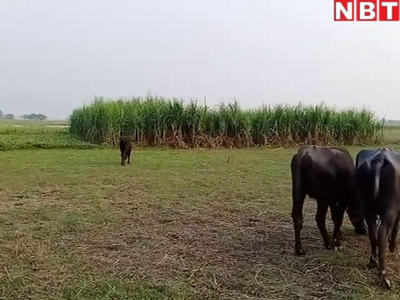 Samastipur election ground report: गन्ने का खेत, घास चरती भैंस...काम करते किसानों ने एक सुर में कहा- बदल देइब ऐबर सरकार