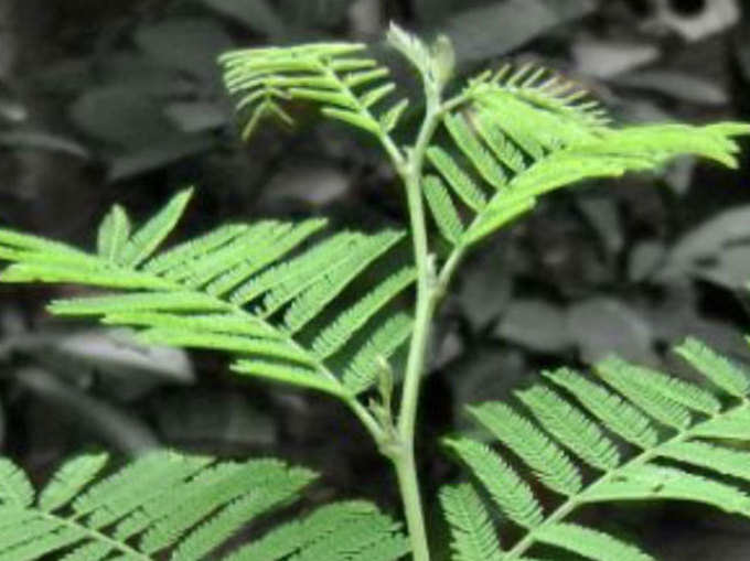 ಬನ್ನಿ ಮರದ ಪೌರಾಣಿಕ ಹಿನ್ನೆಲೆ