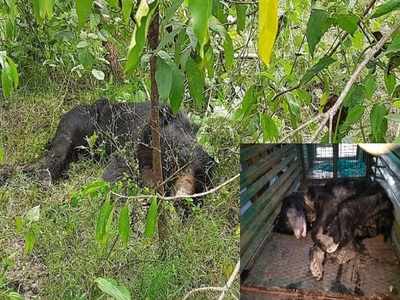 நடக்க முடியாமல் தவித்த கரடி, வனத்துறையினர் தொடர் சிகிச்சை!