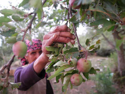 कश्मीरी सेबों पर भी पड़ी कोरोना की मार, नकली कीटनाशक से ज्यादातर सेब हुए खराब