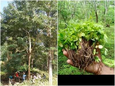 സര്‍ക്കാര്‍ ചിലവില്‍ സെന്ന കാടിറങ്ങുന്നു; പിഴുതുമാറ്റുന്നത് പതിറ്റാണ്ടുകള്‍ക്ക് മുമ്പ്‌ ചേര്‍ത്തുപിടിച്ച അധിനിവേശ സസ്യം