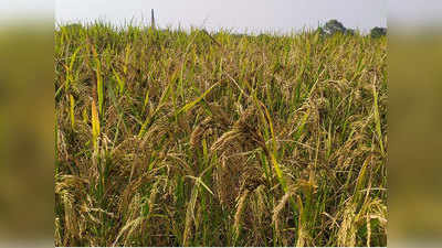 Azamgarh news: कोरोना संक्रमण के बीच धान के कंडुआ रोग ने किसानों को किया बर्बाद