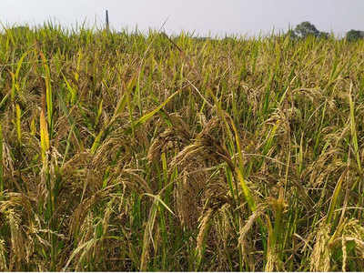 Azamgarh news: कोरोना संक्रमण के बीच धान के कंडुआ रोग ने किसानों को किया बर्बाद