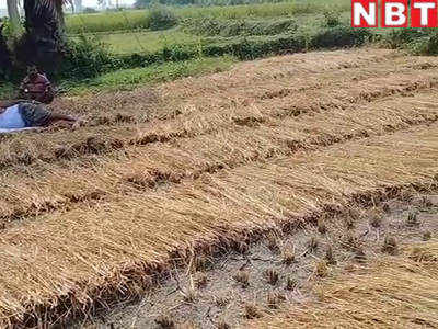 Bihar chunav ground report: : शराबबंदी है तो क्या हुआ! यहां धान कटाई की मजदूरी में ताड़ी पीने को मिलते हैं 50 रुपये