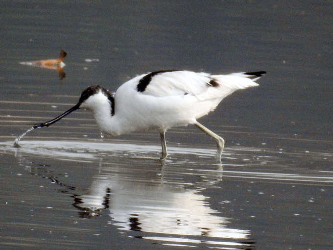 PIED-AVOCET