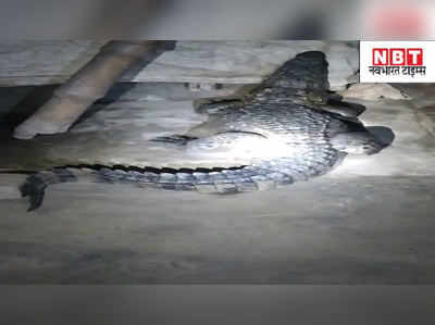 Exclusive: बिहार में घर में घुस गया मगरमच्छ... देखिए लाइव वीडियो